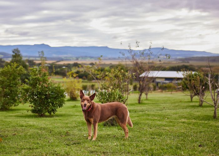 Cattle dog outdoors at Mountain Ridge Wines, Coolangatta