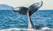 Whale Watching in Port Stephens