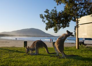 Kangaroos at Diamond Head Campground, Crowdy Bay National Park