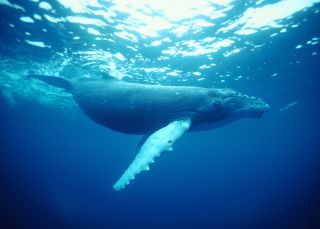 Humpback Whale, Coffs Harbour