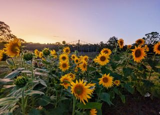 The Giving Farm, Central Coast