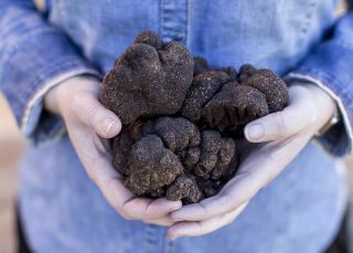 Truffles at Borodell Winery, Orange