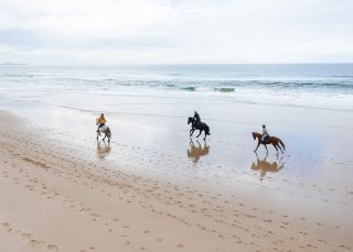 Aerial shot of horses on the beach with Zephyr Horses, Byron Bay