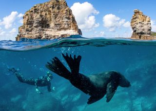 Man swimming with a seal during a snorkelling tour, Dive Jervis Bay