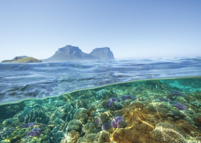 Snorkelling at Lord Howe Island