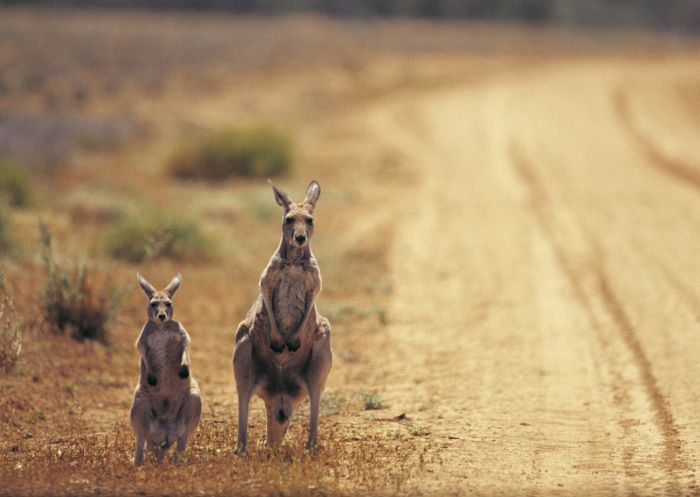 Kangaroos in Sturt National Park - Outback NSW