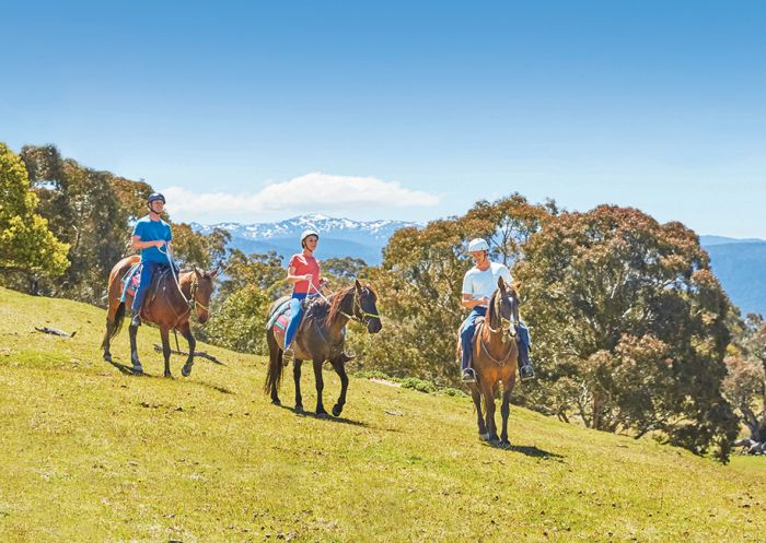 Mountain horse clearance snowy river