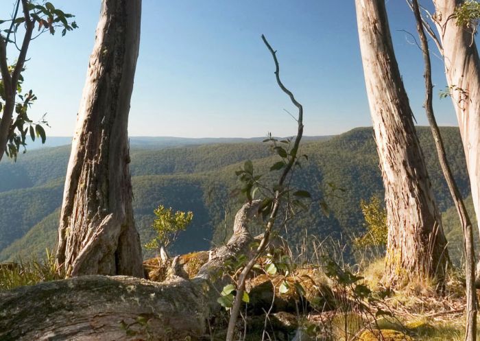 View through trees at Thunderbolts Lookout, Barrington Tops National Park, NSW, Australia