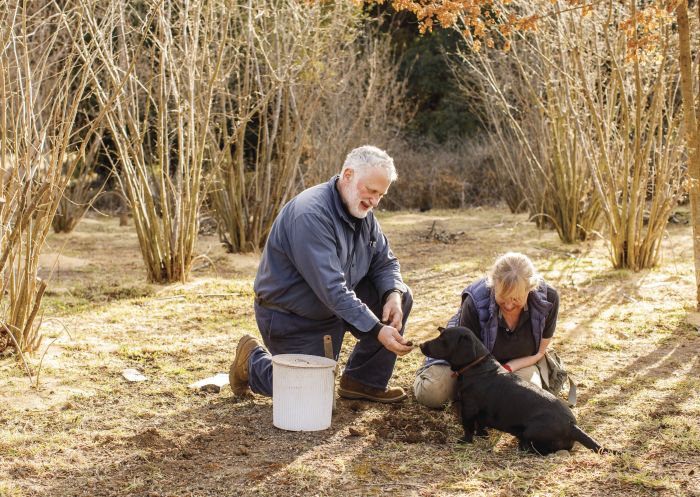 Owners Peter and Kate Marshall searching for truffles with their dog at Terra Preta Truffles, Braidwood