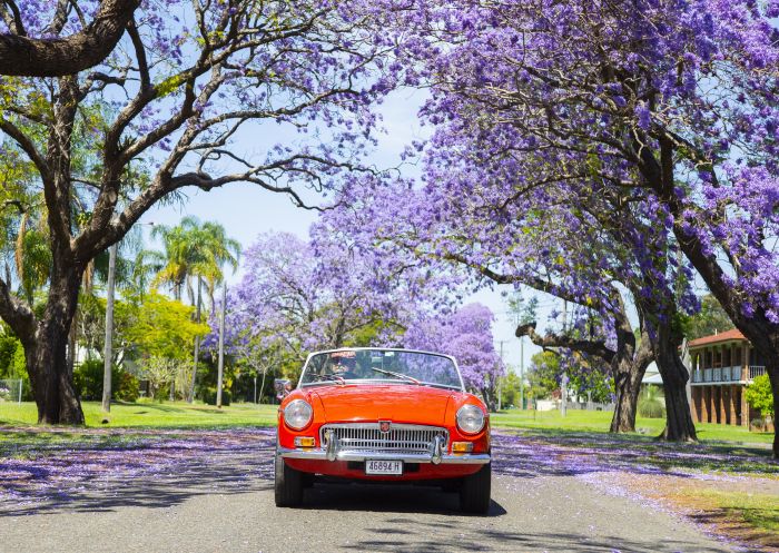 Vintage car passing through a jacaranda-lined street in Grafton, Clarence Valley