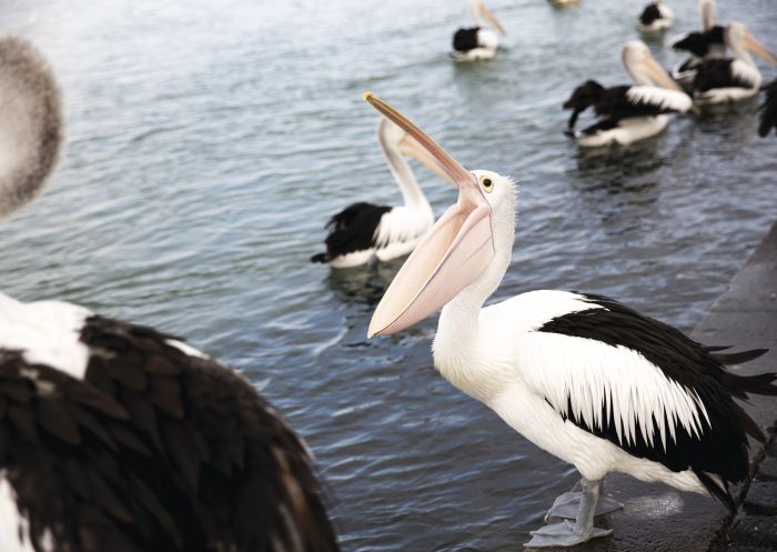 Pelicans waiting for their daily feed at Pelican Plaza in The Entrance, Central Coast 