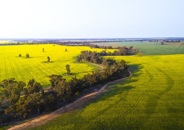 Canola Trail in Temora - The Riverina