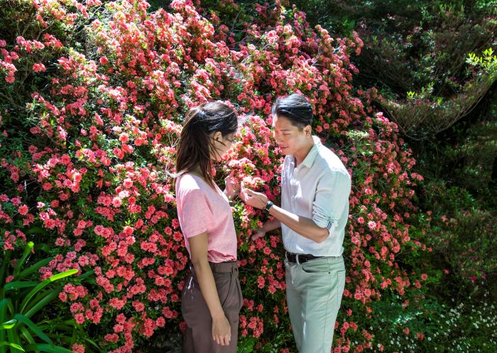  Couple enjoying a visit to the scenic Everglades Historic House and Gardens, Leura in the Blue Mountains