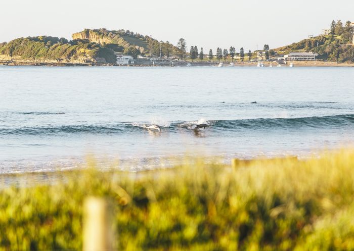 Dolphins catching a wave at Terrigal Beach in Terrigal, Central Coast