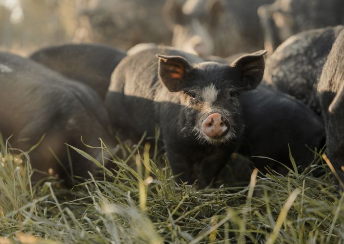 Pigs at Bundarra Berkshires in Barham, The Murray