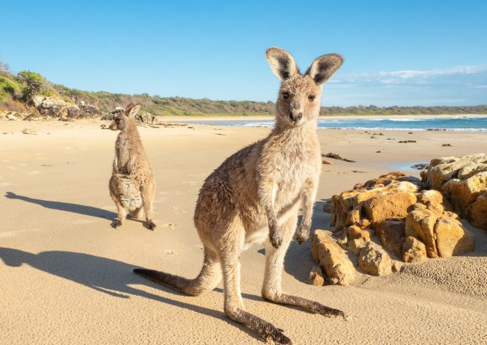Kangaroos at Diamond Head Beach in Diamond Head, Forster & Taree