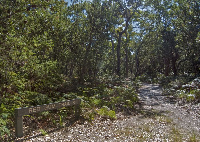 Red Gum trail, Wyrrabalong National Park in Wyong Area on the Central Coast