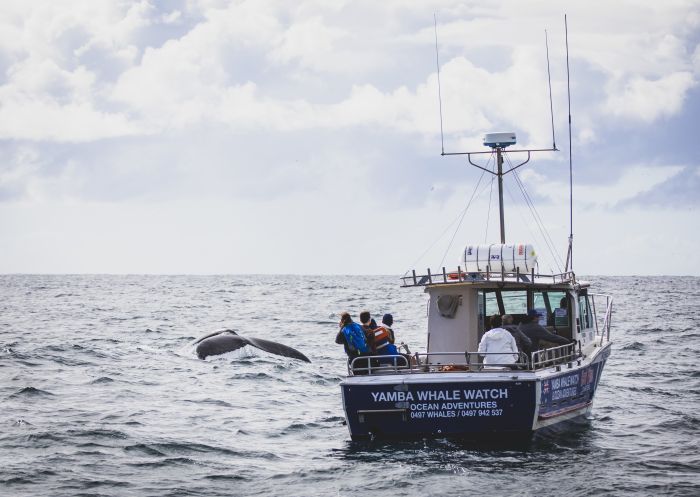 Humpback whales migrating north off the coast of Yamba on the state's North Coast