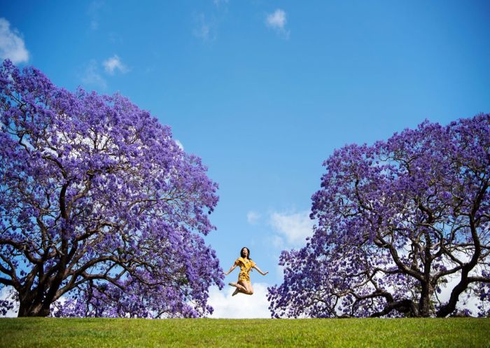 Jacaranda Festival in Grafton, Clarence Coast