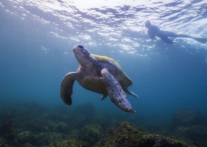 A local sea turtle swimming in waters off Cook Island, Fingal Head