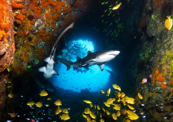 Fish Rock entrance Grey nurse sharks, South West Rocks