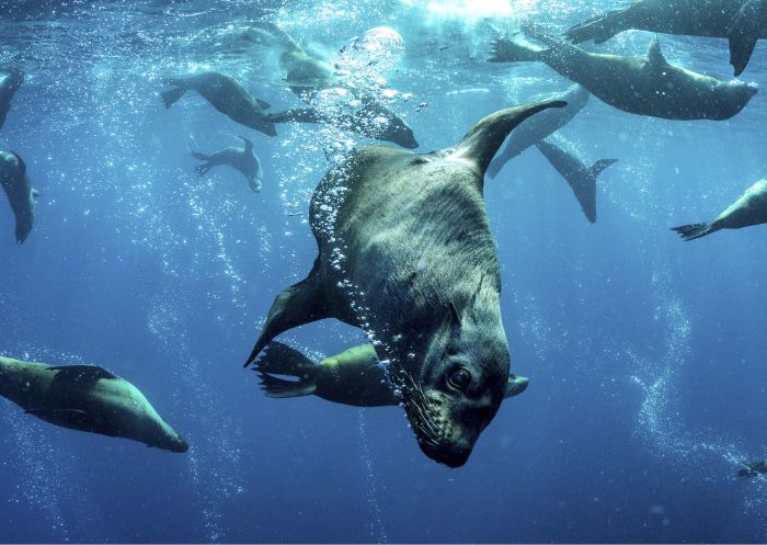 Diving with seals with Dive Jervis Bay, South Coast - Credit: Jordan Robins