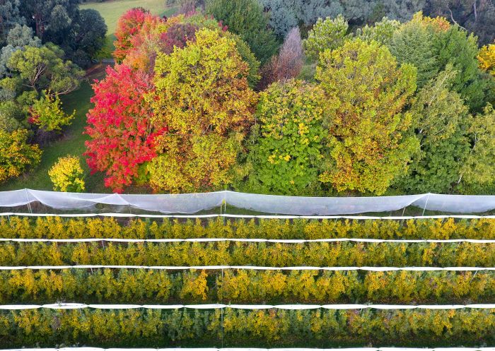 Aerial overlooking the grounds of Wilgro Orchard, Batlow