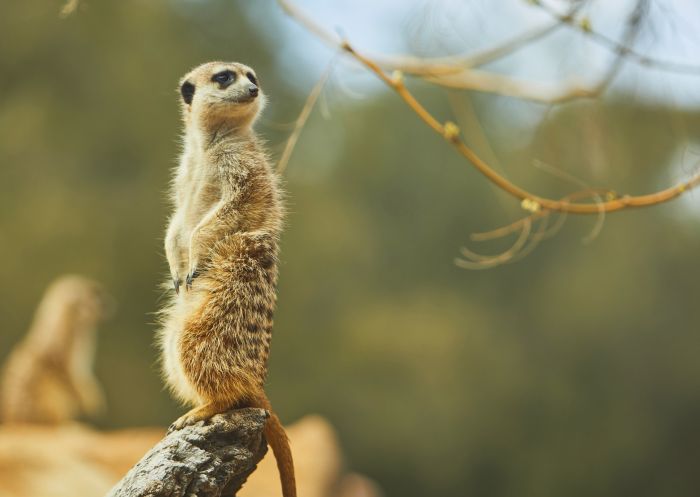 Meerkats on patrol at Taronga Western Plains Zoo, Dubbo 