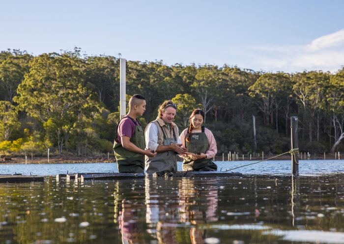 Couple enjoying a tour with Captain Sponge's Magical Oyster Tours on Pambula River, Pambula