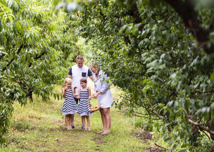 Family enjoying a day of fruit picking at Pine Crest Orchard, Bilpin