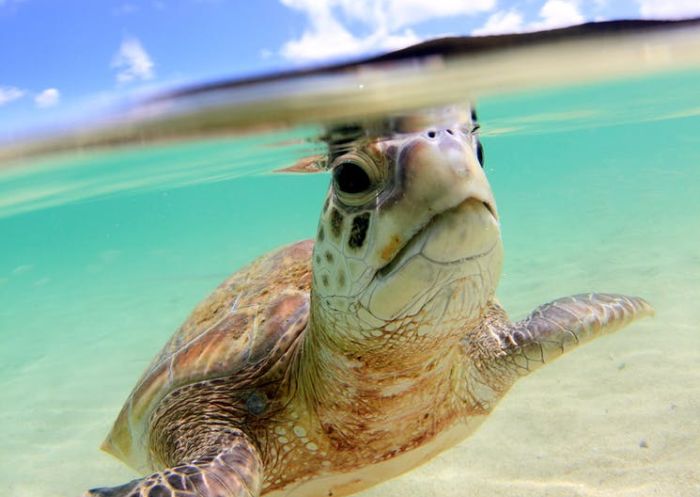 North Bay Turtle and Nature Tour with Marine Adventures Turtle Tours in Lord Howe Island