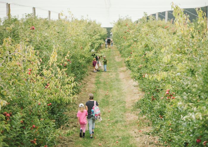 Darkes Glenbernie Orchard - Credit: Oliver Risi | Darkes Glenbernie Orchard