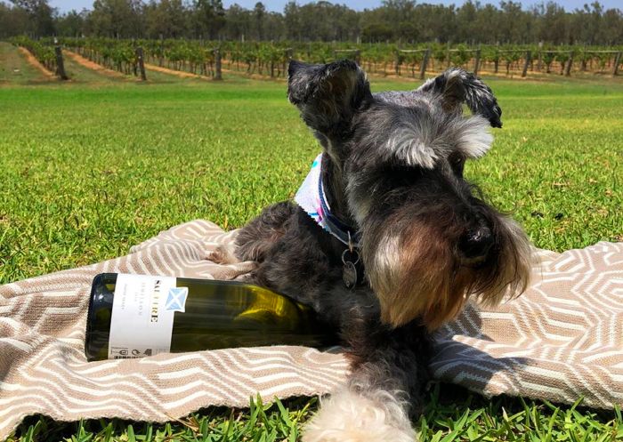 Saltire Estate's resident wine dog Maximus the miniature schnauzer - Credit: Saltire Estate