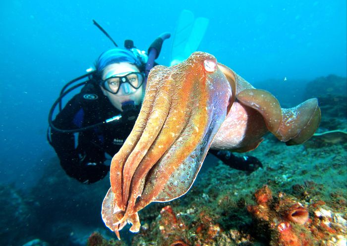 Jetty Dive Centre, Coffs Harbour - Credit: Mike Davey | Jetty Dive Centre