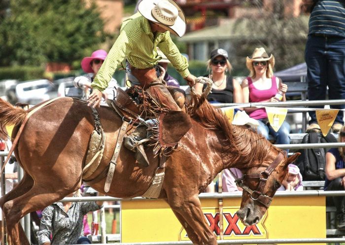 Saddle bronc at the Man From Snowy River Rodeo, Jindabyne