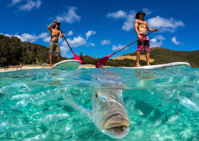 People stand up paddleboarding off Neds Beach, Lord Howe Island