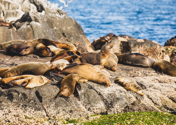 Seals on the rocks of Montague Island with Narooma Charters Montague Island Tours, Narooma