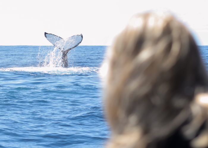Whale watching with Out of the Blue Adventures, Ballina