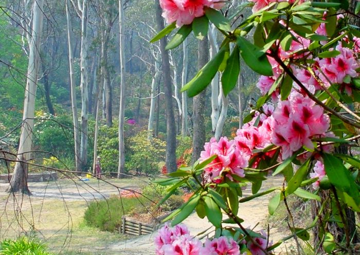 Rhododendron with gum trees in the background at Campbell Rhododendron Gardens, Blackheath