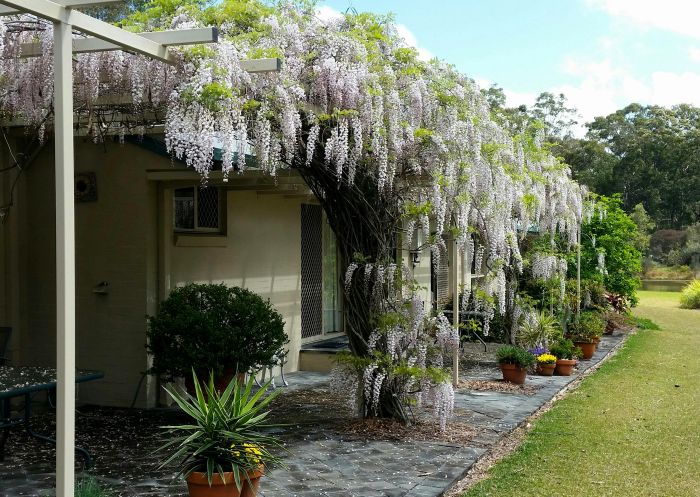 Beautiful wisteria covered pergola along northern side of the Mescals at Pampoolah Bed and Breakfast, Taree