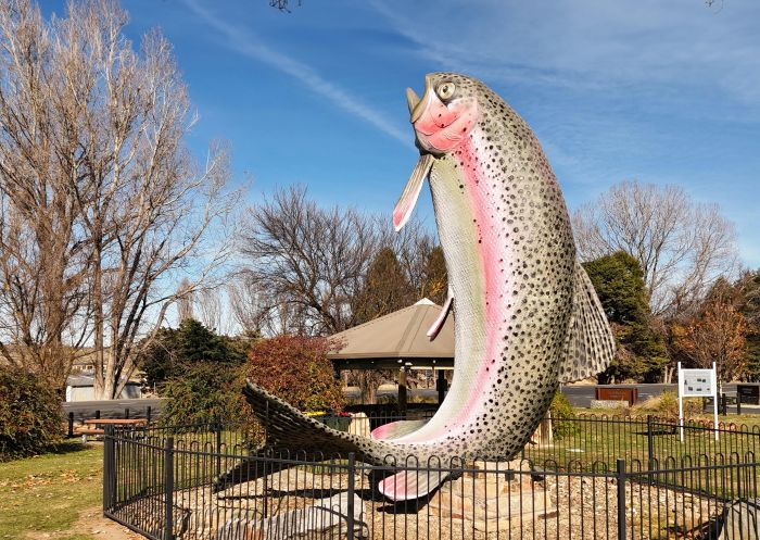 Big Trout 2024, Adaminaby