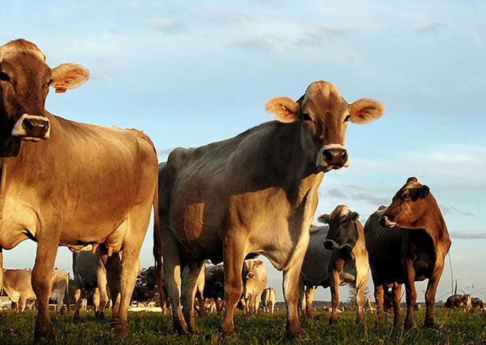 Hunter Belle Cheese cows, Muswellbrook, Upper Hunter - Credit: Hunter Belle Cheese