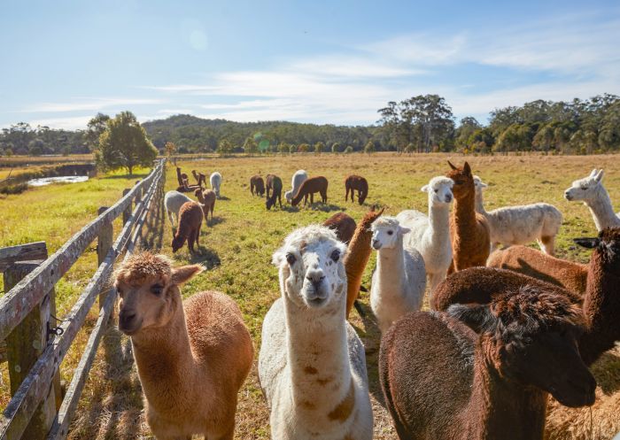 Iris Lodge Alpacas, Jilliby, Central Coast