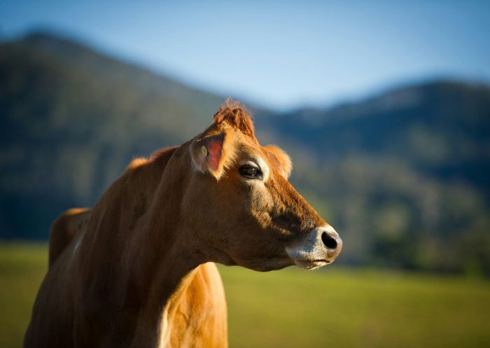 Dairy Cow Betty, Tilba Dairy, Tilba, South Coast - Credit: Tilba Dairy