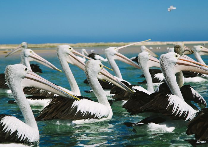 Pelicans in the water at The Entrance on the Central Coast