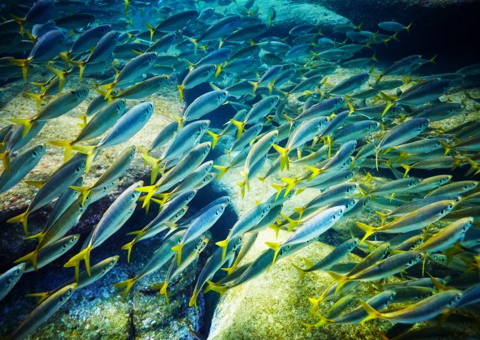 Yellowtail fish swimming in Cabbage Tree Bay Aquatic Reserve in Manly