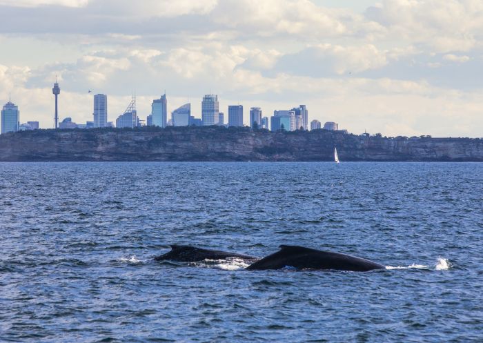 Two humpback whales passing through Sydney during their migration up the NSW coastline