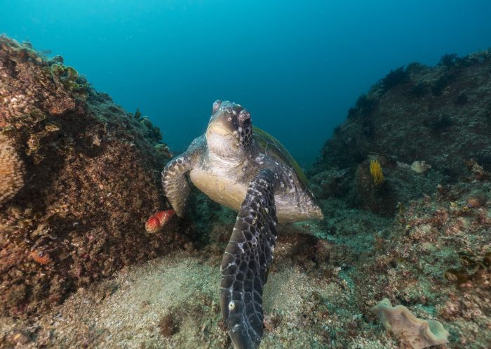 Turtle swimming underwater in Cook Island Aquatic Reserve near Fingal Head