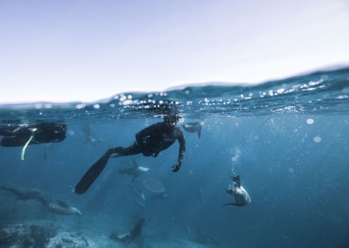 Two men underwater snorkelling with seals at Montague Island near Narooma