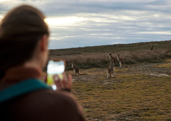 Woman taking a photo of kangaroos along the Look At Me Now Headland walk near Emerald Beach